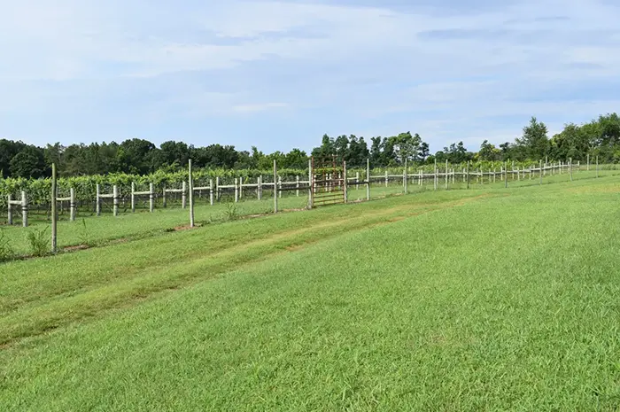 Charming Vineyard & Acreage in Southern Virginia Wine Region